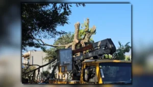 Acidente de trabalho em Arapongas mostrando um caminhão com cesto elevado sob galhos de uma árvore cortada durante o dia.