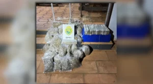Apreensão de droga na PR-218 mostrando os tabletes de maconha confiscados pela PRE dispostos sobre o capô da viatura policial.