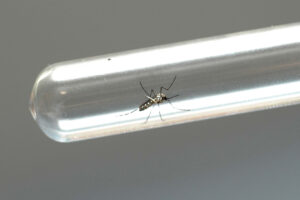 Agente de endemias realiza vistoria para combater a dengue em Arapongas 2026 em quintal residencial.