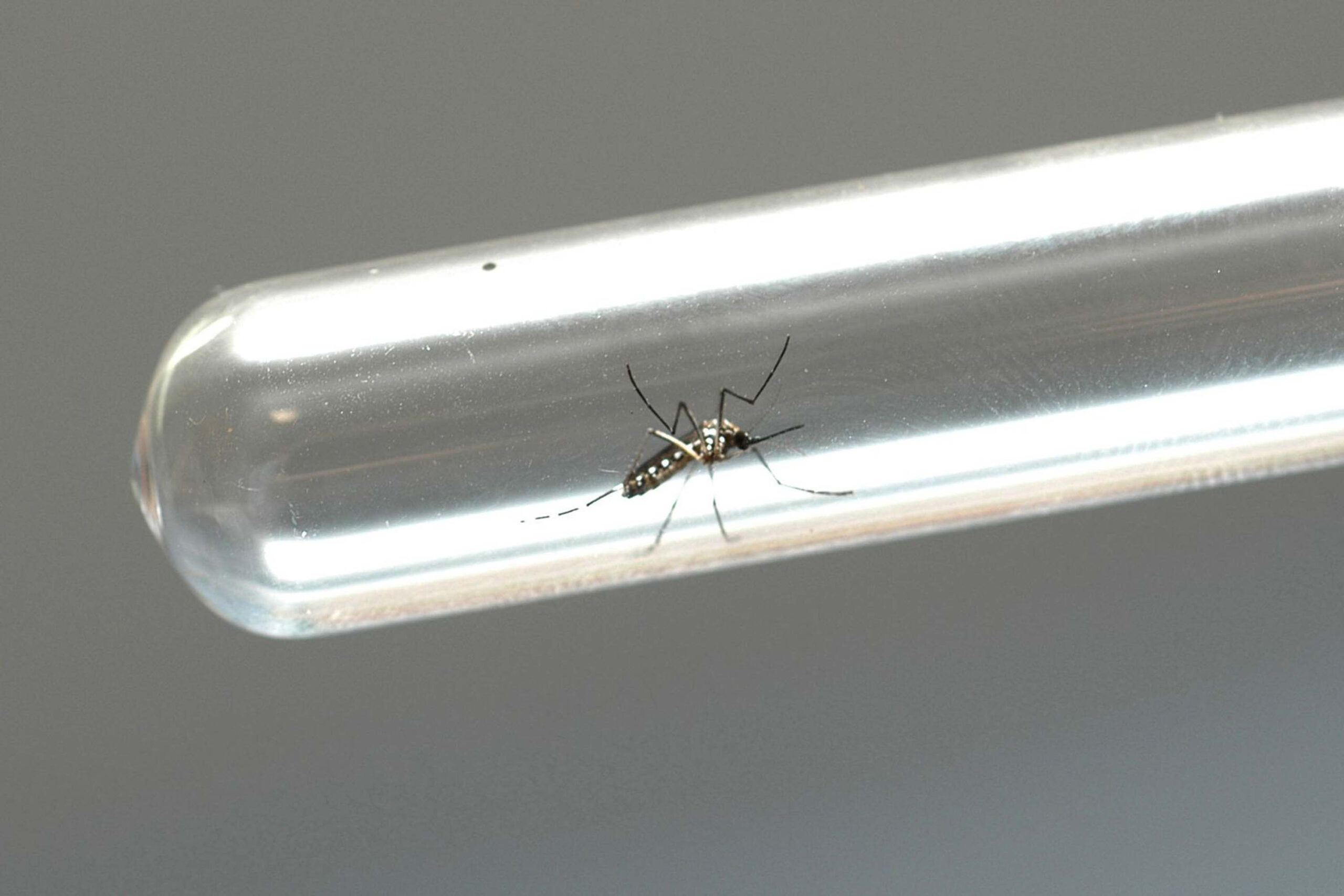 Agente de endemias realiza vistoria para combater a dengue em Arapongas 2026 em quintal residencial.