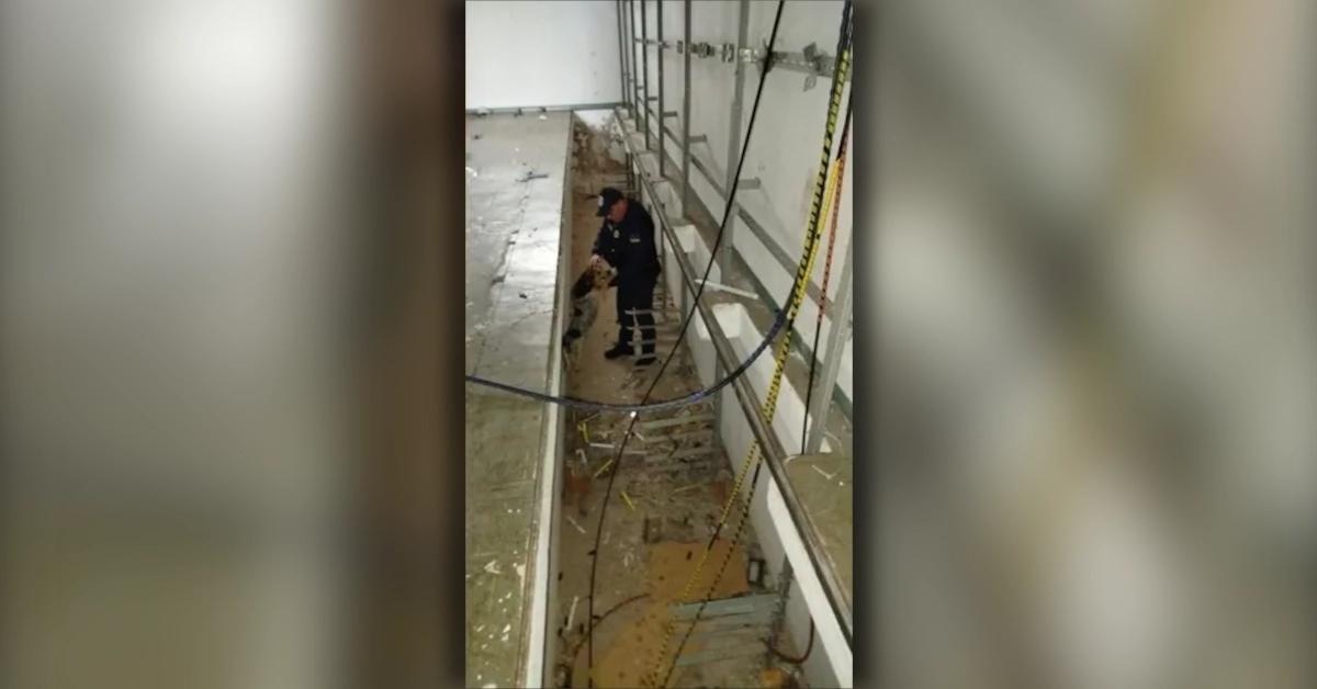 Cachorro resgatado de fosso em Arapongas por agentes da Guarda Ambiental.