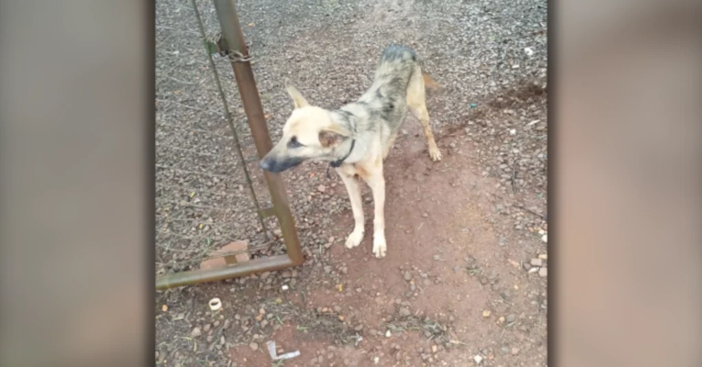 Fiscalização ambiental atua em caso de tutor multado por abandonar cachorro em Arapongas.