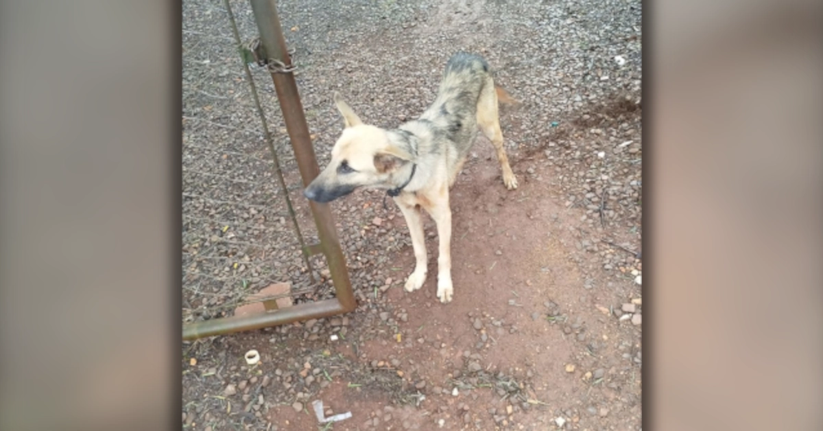 Fiscalização ambiental atua em caso de tutor multado por abandonar cachorro em Arapongas.